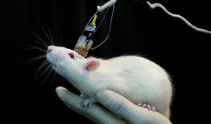 Should Animal Testing Be Used For Medical