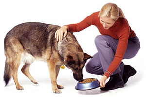 feeding-my-dog